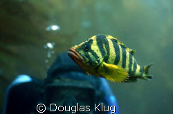 Tamara and the Treefish.

A colorful Treefish and a div... by Douglas Klug 